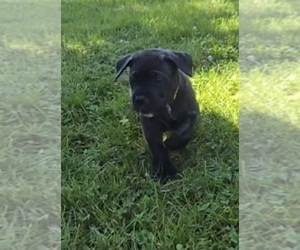 Cane Corso Puppy for sale in CAMBY, IN, USA