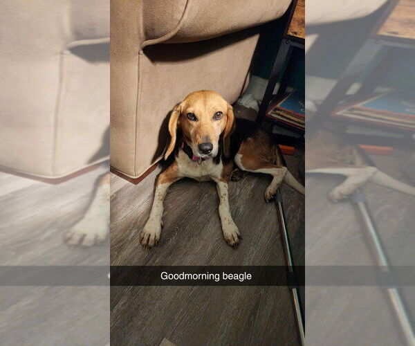 Medium Photo #4 Beagle Puppy For Sale in garner, NC, USA