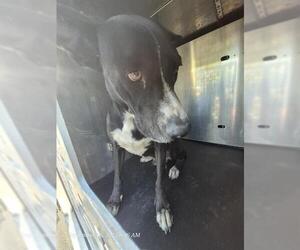 American Staffordshire Terrier-Unknown Mix Dogs for adoption in San Antonio, TX, USA