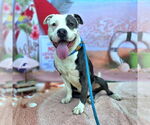 Small American Pit Bull Terrier