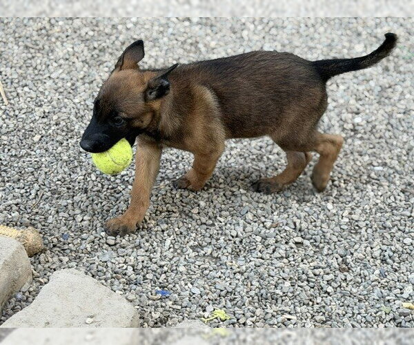 Medium Photo #1 Mutt Puppy For Sale in Imlay City, MI, USA