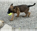 Pistol located in California - Male Mutt Dog for Adoption - Small photo