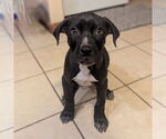 Small #4 Catahoula Leopard Dog Mix