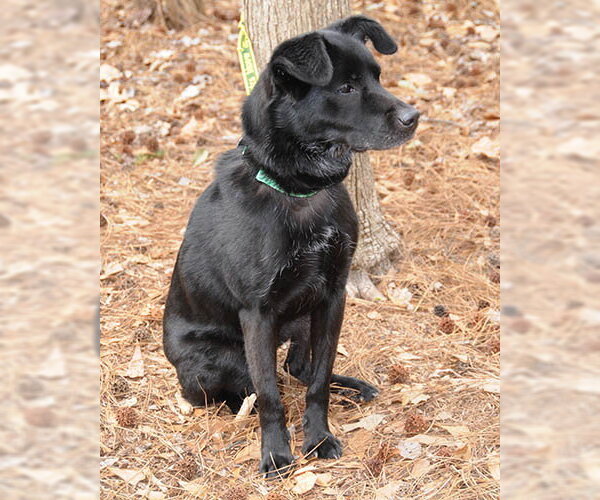 Medium Photo #4 Colonial Cocker Spaniel-Unknown Mix Puppy For Sale in Lake Wylie, SC, USA