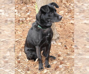 Nyla - Female Colonial Cocker Spaniel-Unknown Mix Dog for Adoption - Photo #4