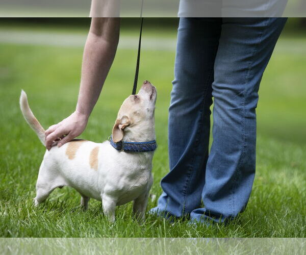 Medium Photo #11 Chihuahua-Unknown Mix Puppy For Sale in Arlington, VA, USA