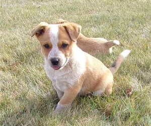 Australian Cattle Dog Puppy for sale in PINE GROVE, PA, USA