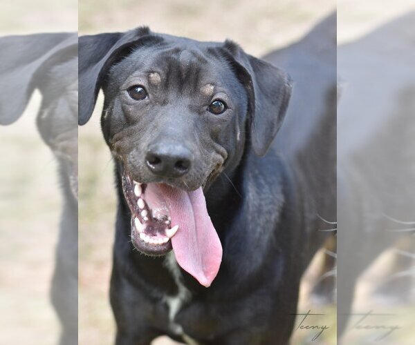 Medium Photo #4 Mutt Puppy For Sale in The Woodlands, TX, USA