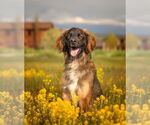 Small #1 Golden Retriever-Saint Bernard Mix