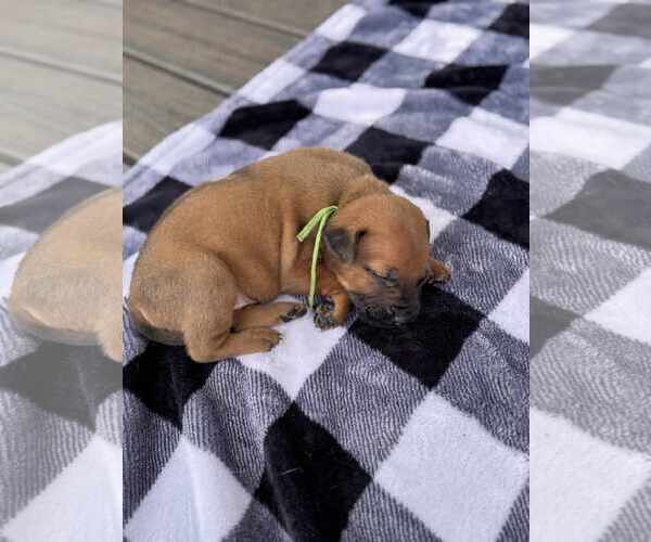 Medium Photo #1 Labrador Retriever-Unknown Mix Puppy For Sale in Holly Springs, NC, USA