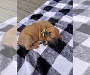 Labrador Retriever-Unknown Mix Dogs for adoption in Holly Springs, NC, USA