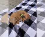 Small Labrador Retriever Mix