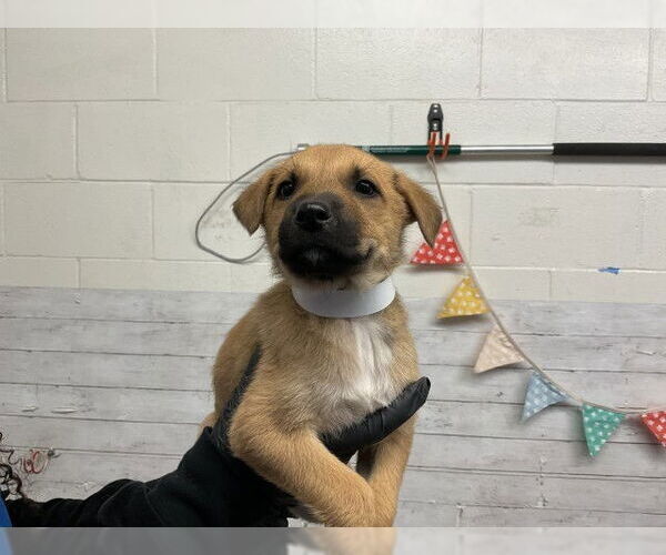 Medium Photo #1 German Shepherd Dog-Unknown Mix Puppy For Sale in San Bernardino, CA, USA