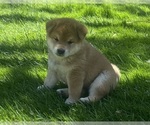 Puppy Buster Brown Shiba Inu
