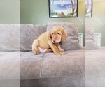 Small Photo #11 Labrador Retriever Puppy For Sale in NEENAH, WI, USA