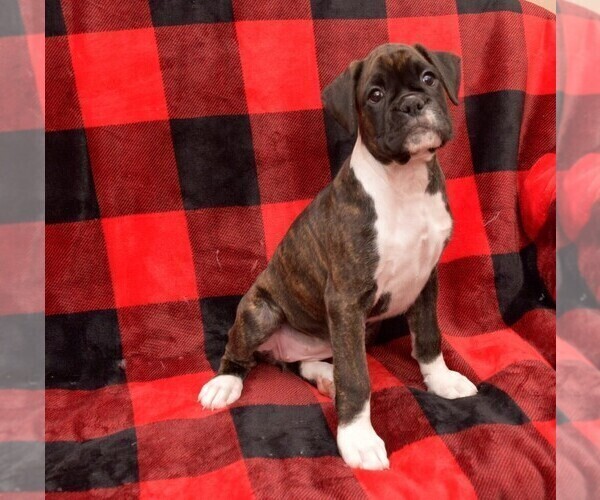 Medium Photo #6 Boxer Puppy For Sale in CHILHOWEE, MO, USA