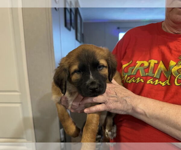 Medium Photo #1 Mutt Puppy For Sale in Holly Springs, NC, USA