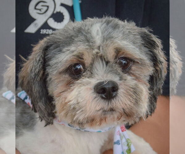 Medium Photo #1 Shih Tzu Puppy For Sale in Huntley, IL, USA