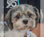 Small Shih Tzu