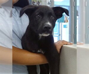 Chow Chow-Unknown Mix Dogs for adoption in Oklahoma City, OK, USA