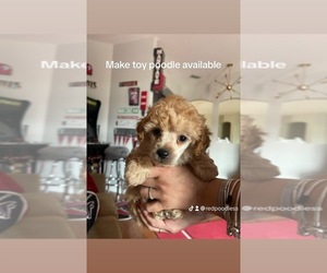 Poodle (Toy) Puppy for sale in KISSIMMEE, FL, USA