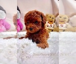 Small Photo #2 Poodle (Toy) Puppy For Sale in LONG ISLAND CITY, NY, USA