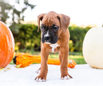 Small Photo #6 Boxer Puppy For Sale in WAKARUSA, IN, USA