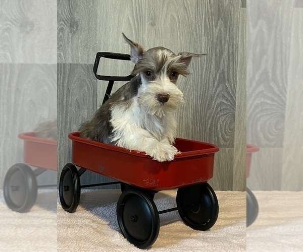Full screen Photo #2 Schnauzer (Miniature) Puppy For Sale in CANOGA, NY, USA