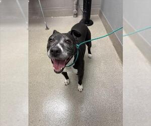 Mutt Dogs for adoption in Las Vegas, NV, USA