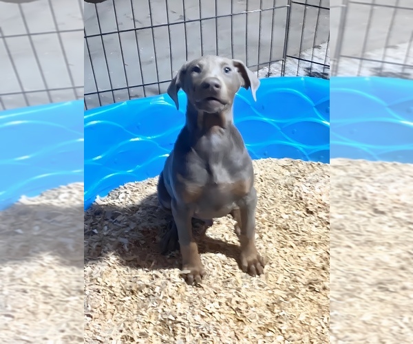 Medium Photo #26 Doberman Pinscher Puppy For Sale in YUCCA VALLEY, CA, USA