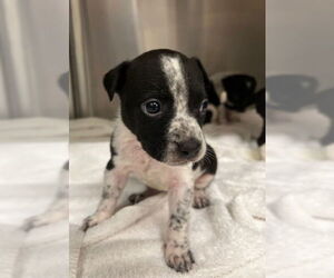 Mutt Dogs for adoption in Baytown, TX, USA