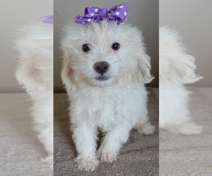 Poodle (Toy) Puppy for sale in SILOAM SPRINGS, AR, USA
