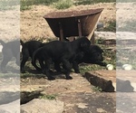Small Photo #4 Labrador Retriever Puppy For Sale in GLASGOW, KY, USA