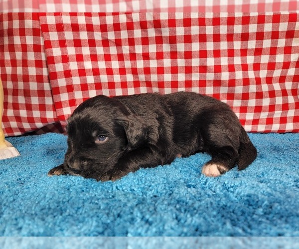 Medium Photo #46 Golden Mountain Dog Puppy For Sale in BLACK FOREST, CO, USA