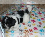 Small Photo #3 Havanese Puppy For Sale in ORO VALLEY, AZ, USA