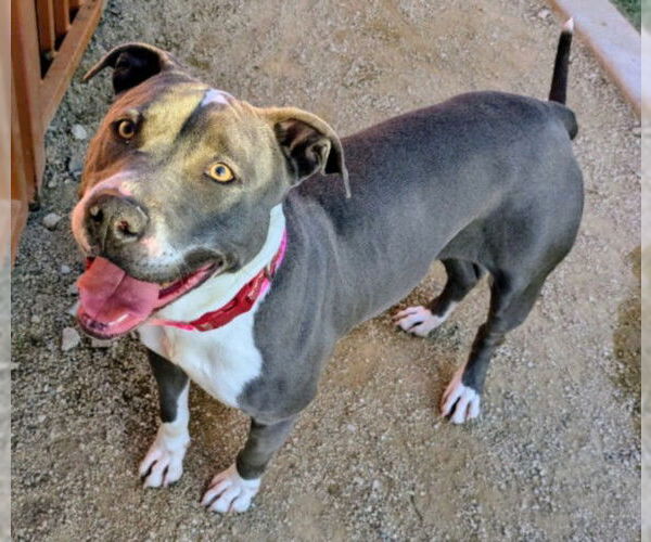 Medium Photo #2 Mutt Puppy For Sale in Las Vegas, NV, USA