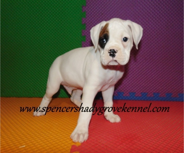 Medium Photo #8 Boxer Puppy For Sale in CABOOL, MO, USA