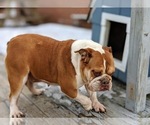 Small Photo #3 Bulldog Puppy For Sale in COCHRANVILLE, PA, USA