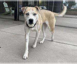 Siberian Husky Dogs for adoption in Denver, CO, USA