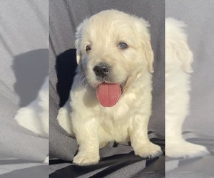Golden Retriever Puppy for sale in SANTA ANA, CA, USA
