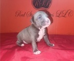 Small Photo #11 American Pit Bull Terrier Puppy For Sale in TRENTON, NJ, USA