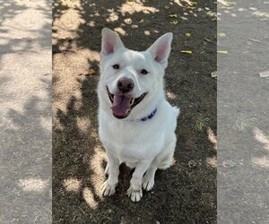 Huskies -white german shepherd Mix Dogs for adoption in Phoenix, AZ, USA