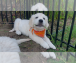 Small #19 English Cream Golden Retriever