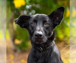 Labrador Retriever-Unknown Mix Dogs for adoption in San Diego, CA, USA