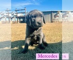 Puppy Mercedes Labrador Retriever