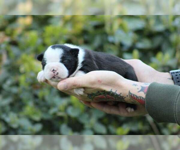 Medium Photo #1 Boston Terrier Puppy For Sale in PUYALLUP, WA, USA