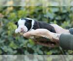 Image preview for Ad Listing. Nickname: Boston Terriers