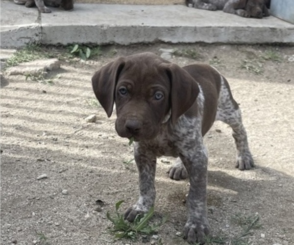 Full screen Photo #2 German Shorthaired Pointer Puppy For Sale in CORONA, CA, USA