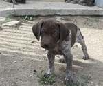 Small Photo #2 German Shorthaired Pointer Puppy For Sale in CORONA, CA, USA