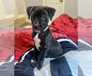 American Staffordshire Terrier-Labrador Retriever Mix Dogs for adoption in Atlanta, GA, USA